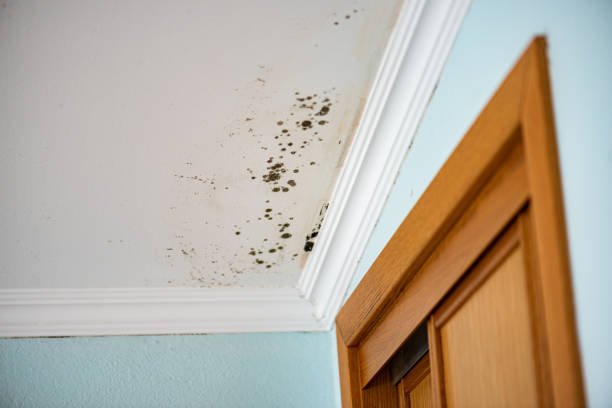 Best Mold Odor Removal Services  in Plymouth Meeting, PA